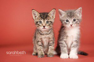two rescue kittens, tabby, grey