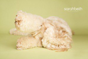 goldendoodle photography