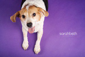 beagle on purple background