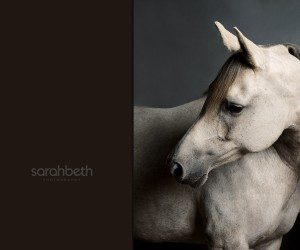 equus, arabian horse