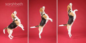 beagle jumping storyboard