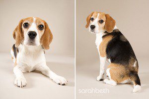 pet photography beagle in the studio