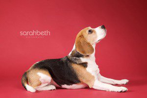 red background profile of a dog