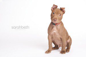 pitbull puppy for adoption