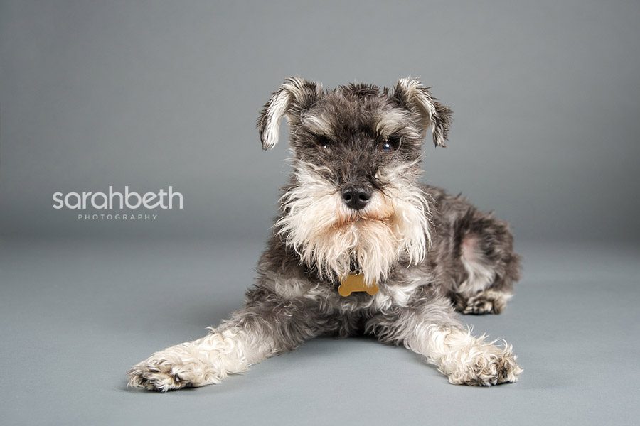 grumble face schnauzer