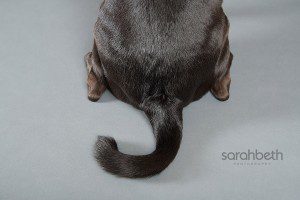 curly tail