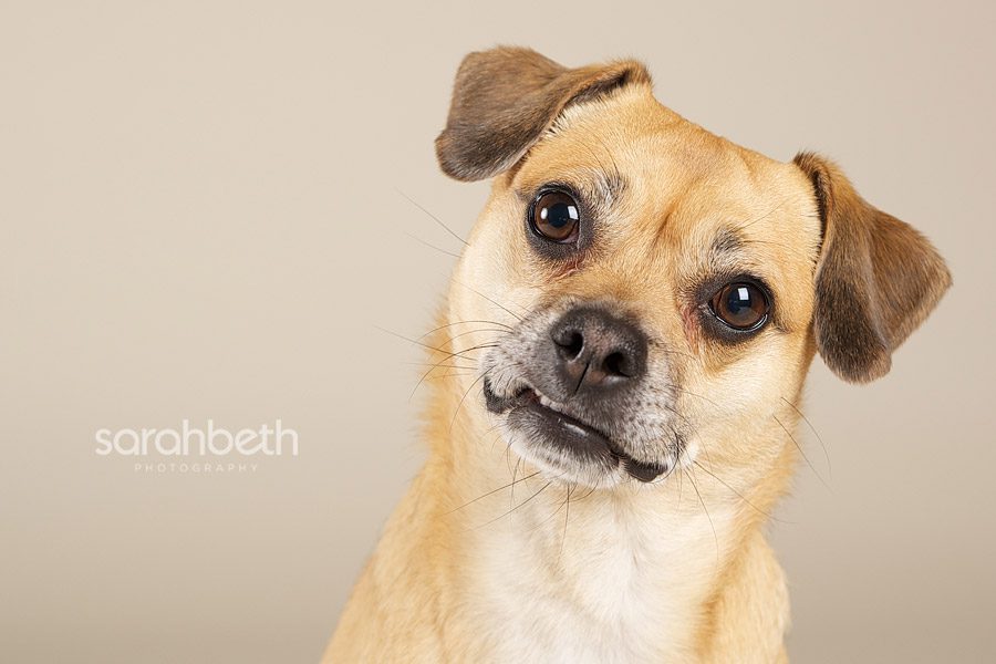 portrait of a puggle, pug rat terrier