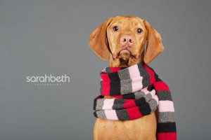 dog in a scarf, holiday