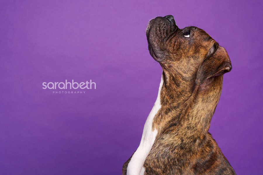 boxer dog on purple looking up