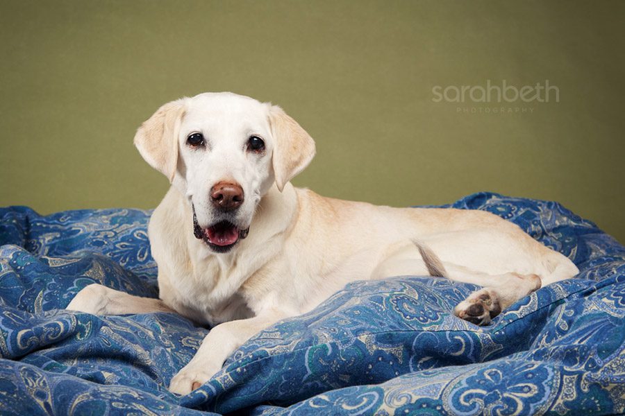labrador retriever on a blue dog bed