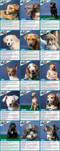 minneapolis puppy rescue, trading cards