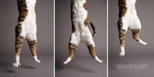 jumping kitteh kitty cat