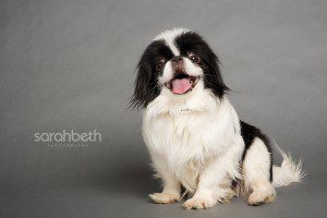 japanese chin puppy mill dog rescue