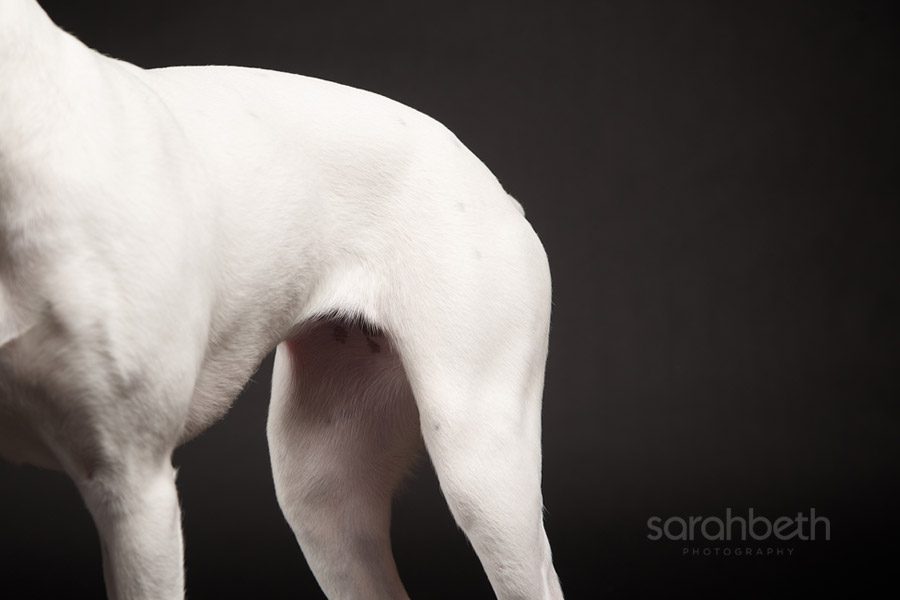abstract dog body white on black
