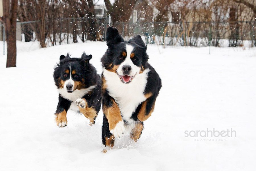 bernese mountain dog running in the snow