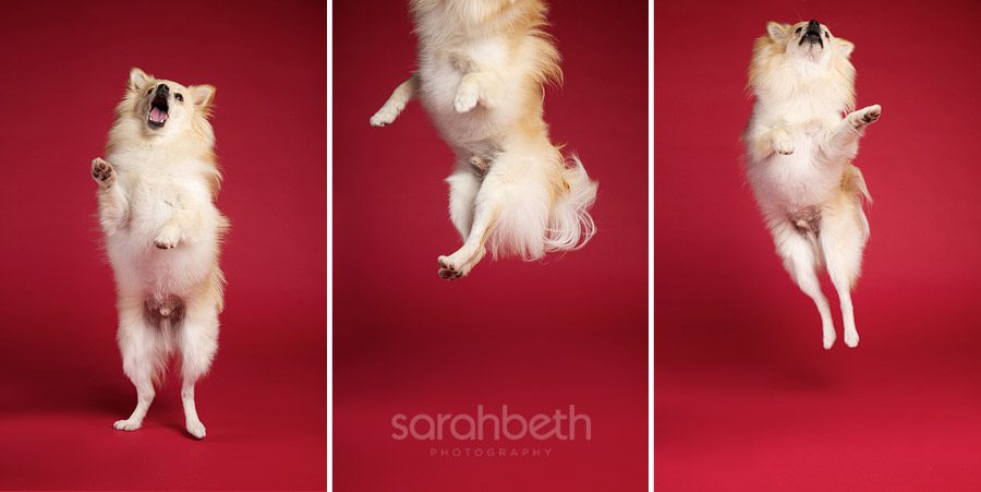 pomeranian jumping red background