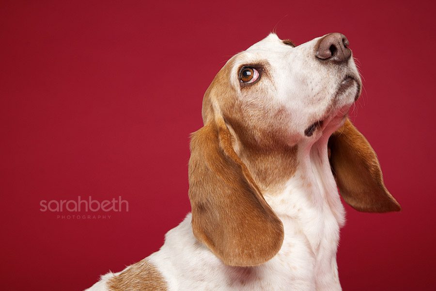 small basset hound on red background looking up and back