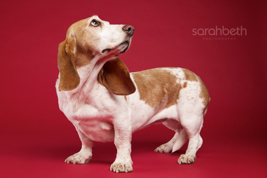profile portrait of a basset dog