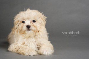 puppy mill dog designer breed