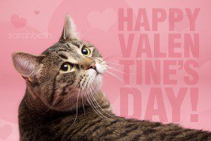 cat hearts valentine love portrait