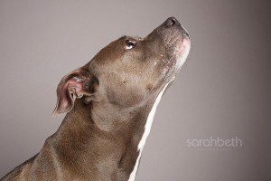 profile looking up blue brown pit