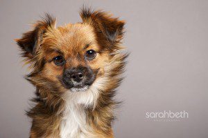 chihuahua cavalier mix rescue dog