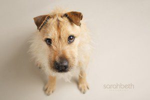 shot from above, cute dog photo