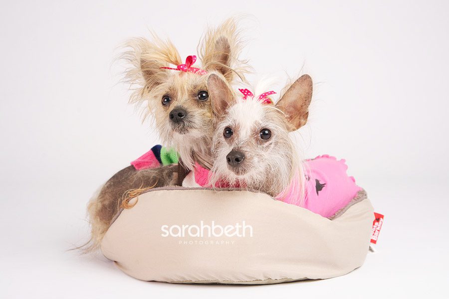 Happy Pups Pink- POOP & SCOOP Bag