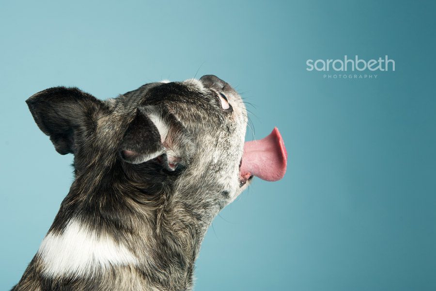 sideways tongue, boston terrier, blue