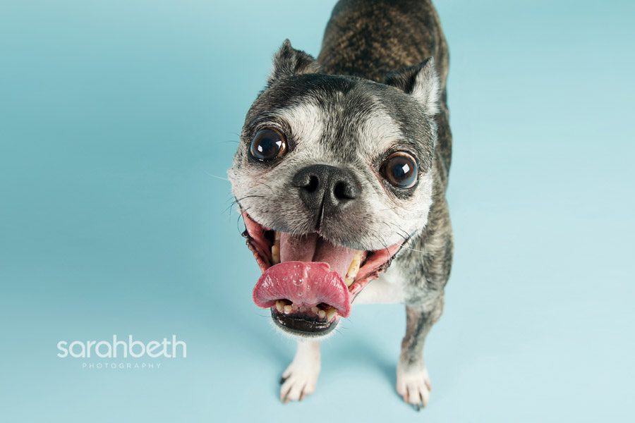 smiling old boston terrier dog on blue background