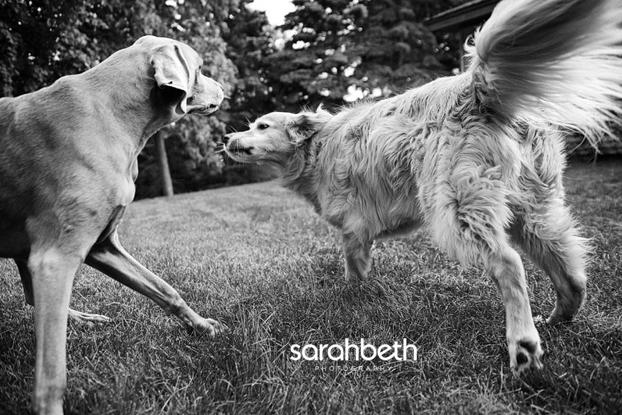 golden retriever and weim dogs in minneapolis suburbs