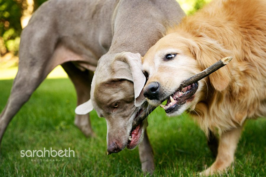 two dogs chewing on a stick together
