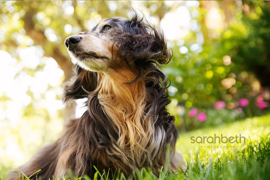 long haired dachshund, wind
