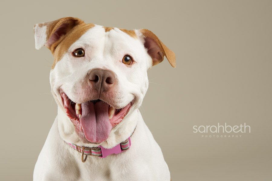 smiling pit bull twin cities