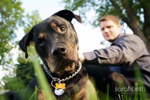 curious rottweiler in the grass