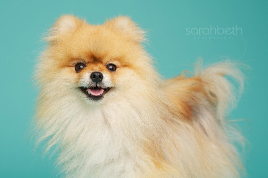 photo of a smiling show pomeranian on turquoise