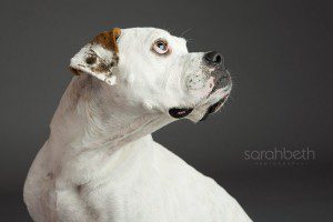 studio lighting a dog