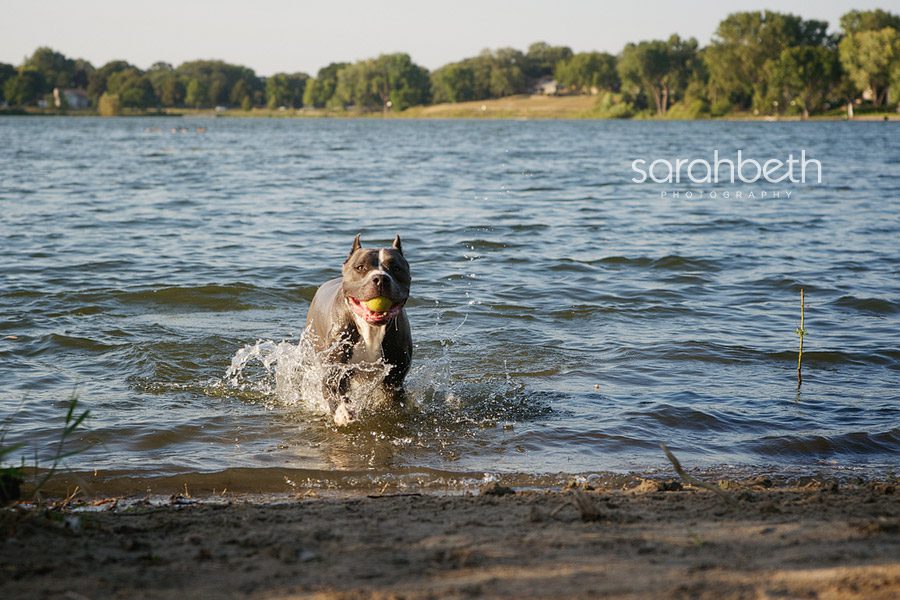 fetching a ball in the lake in the summer