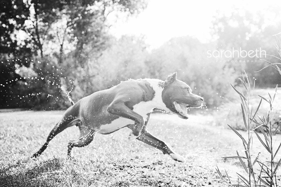 black and white playing dog