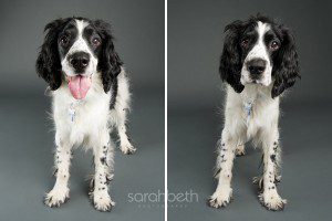happy springer on grey background paper