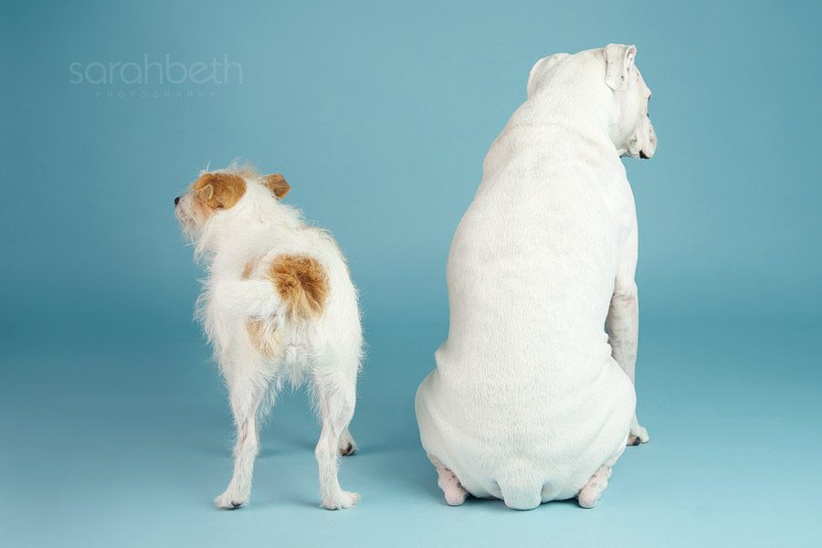 jack russell and boxer butts