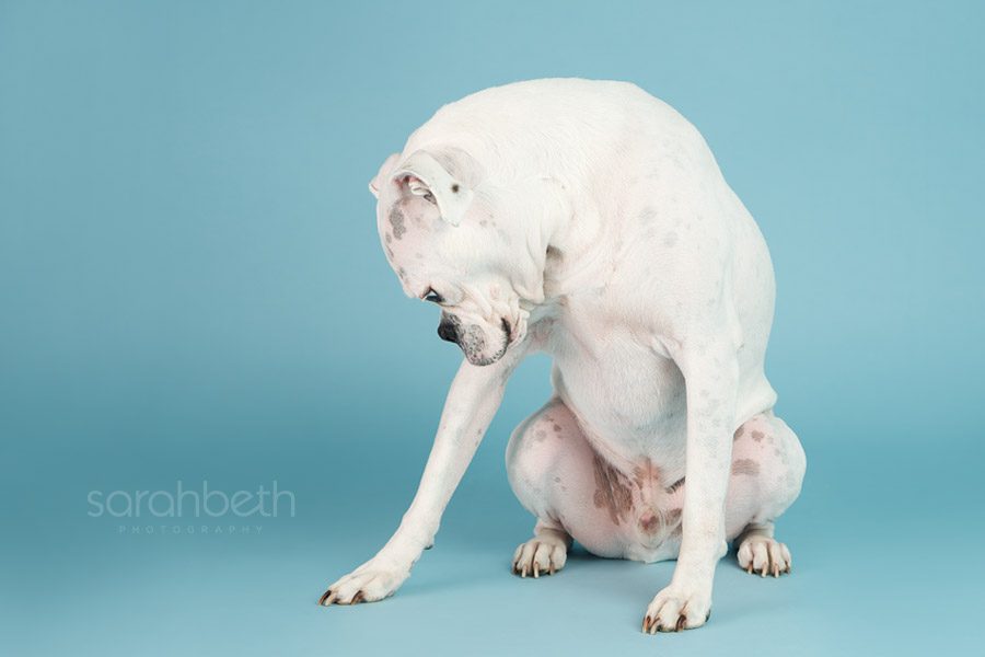 beautiful shape created by white boxer on blue background
