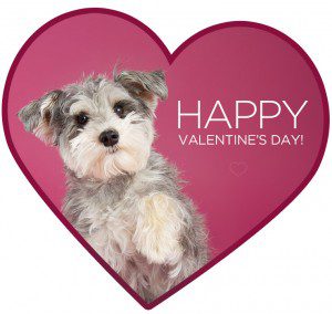 schnauzer heart valentine