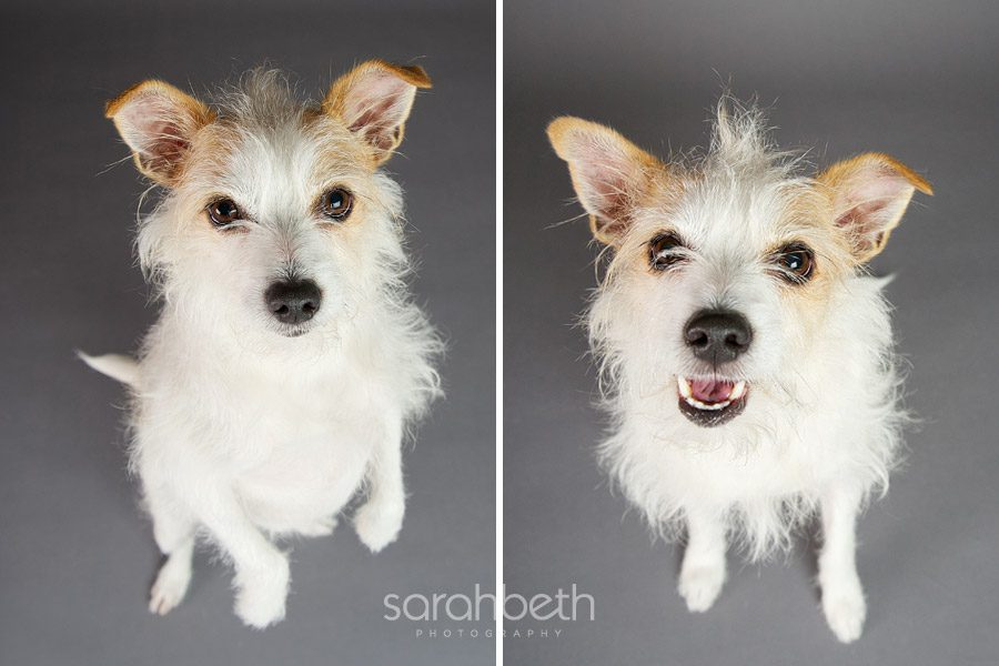 twin shots of a jack russell terrier