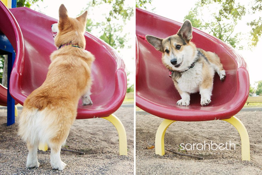 two welsh corgis on a playground slide