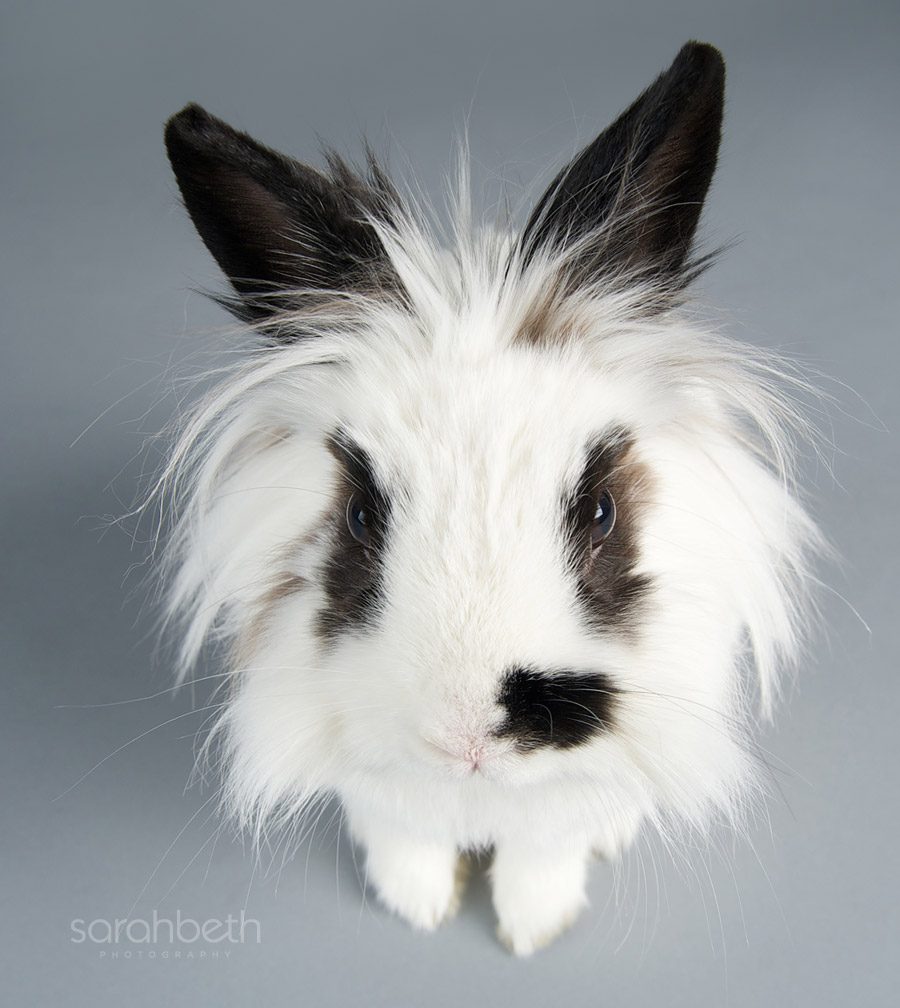 black and white lion head bunny