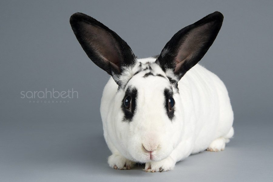 black and white rex rabbit with dew lap