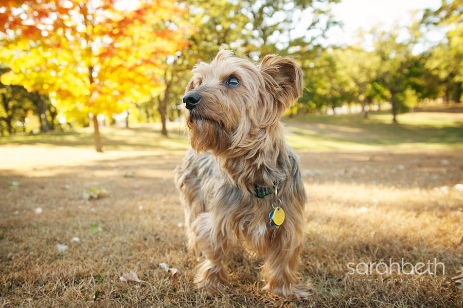 golden afternoon fall sun, silky terrier
