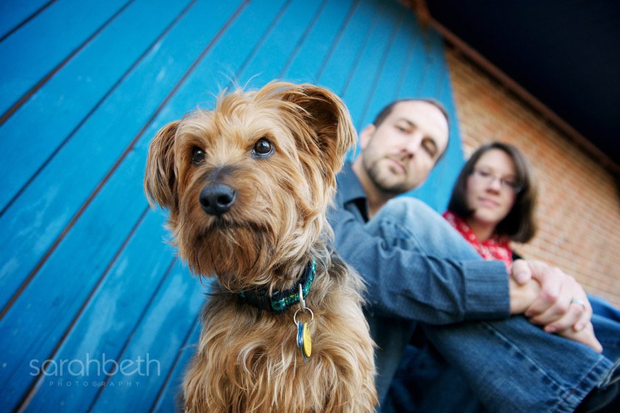small dog with his family on blue