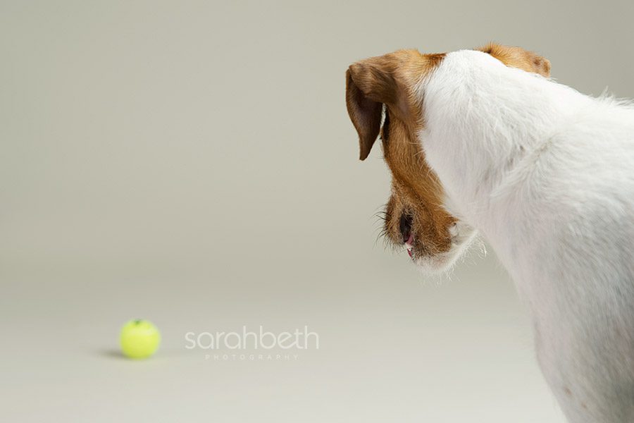 looking at a tennis ball in a photo studio